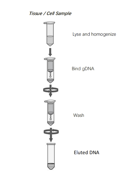 Pant DNA Purification.png