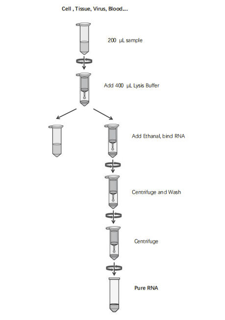 RNA Purification.png